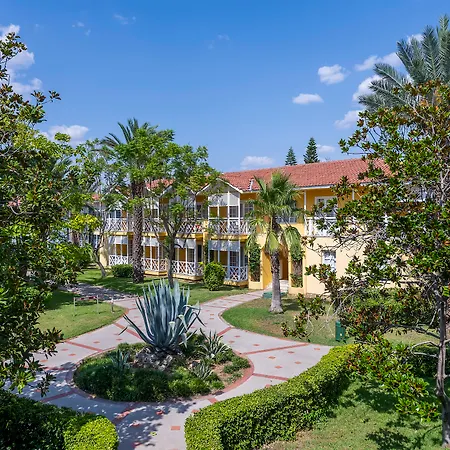 Euphoria Palm Haciobasi