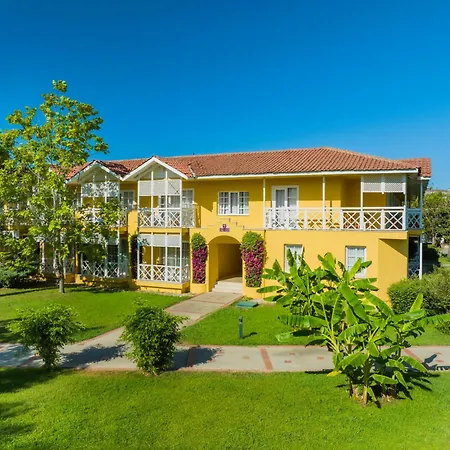 Euphoria Palm Haciobasi